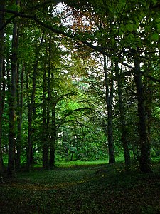 Rangée de Trees.jpg de hêtre