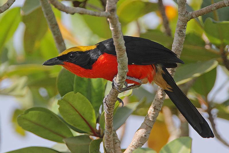 File:Flickr - Rainbirder - Yellow-crowned Gonolek (Laniarius barbarus) (1).jpg