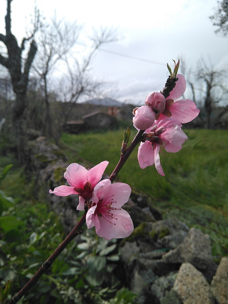 Archivo:Flor de Prunus persica (paraguayo).jpg - Wikipedia, la enciclopedia  libre