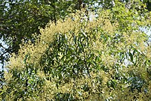 פרח של עץ Civit (Swintonia floribunda) .jpg