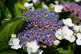 Flowers on Lombard Street (14044187039).jpg