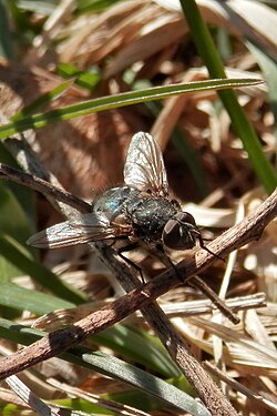 Fly (Diptera)