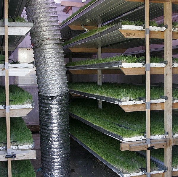 File:Fodder factory.jpg