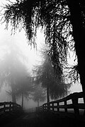 Fog IV (10633639015).jpg