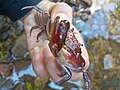 Thumbnail for File:Fresh crab from the brook.jpg