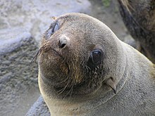 Close up of face and ears Fur seal face.jpg