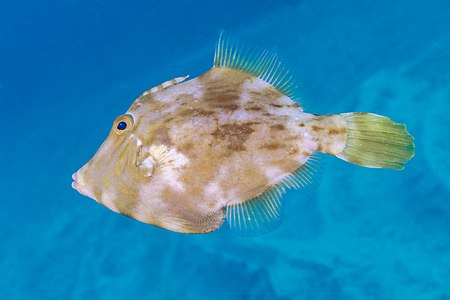 Stephanolepis hispidus (Planehead Filefish)