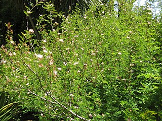 <i>Zapoteca</i> (plant) Genus of legumes