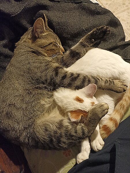 File:Gatos durmiendo.jpg