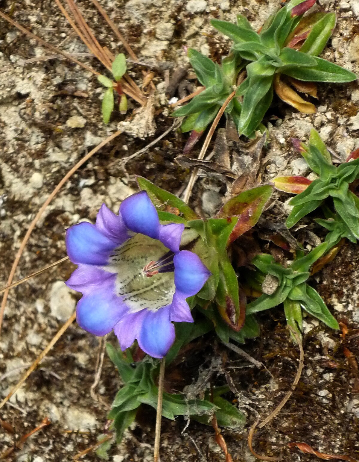 Gentiana straminea