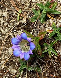 Gentiana ornata