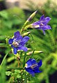 Gentiana pneumonanthe