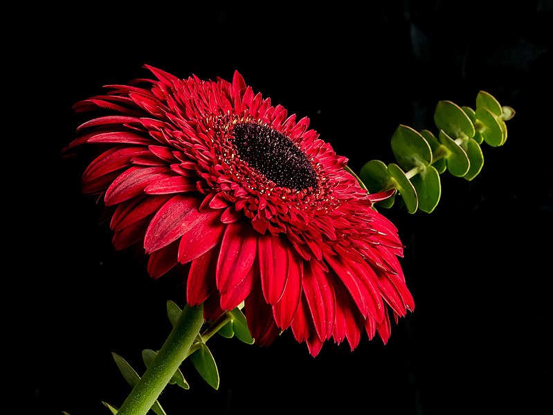 File:Gerbera (African Daisy) (32175024926).jpg