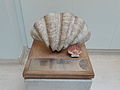 Giant clam and Scallop