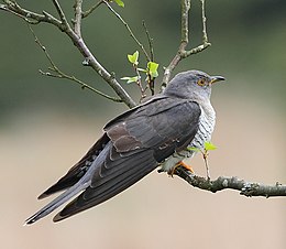 Kakukk (Cuculus canorus)