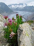 Trifolium alpinum üçün miniatür