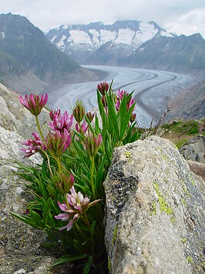 Alpinklöver (Trifolium alpinum) på Aletsch-glaciären