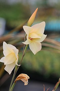 Gladiolus dalenii (1).jpg