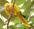 Golden Conure Guaruba guarouba 1750px.jpg