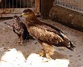 Golden eagle.jpg
