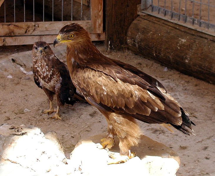 File:Golden eagle.jpg