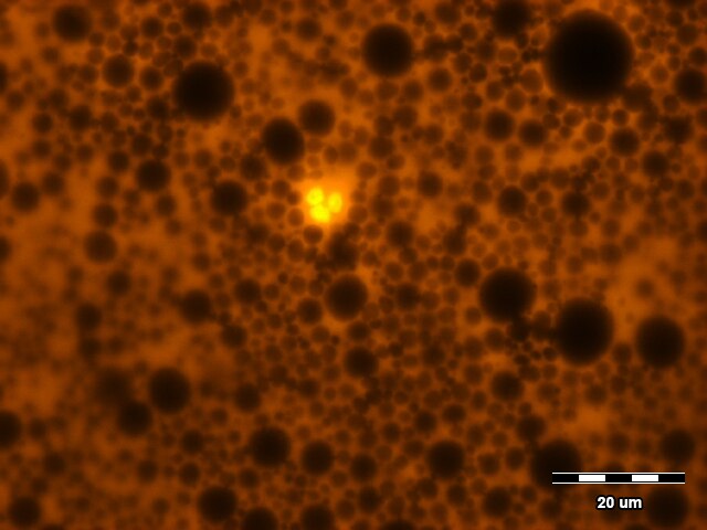 File:Golden yellow fluorescing nuclei of somatic cell.tiff