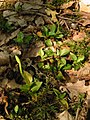 Goodyera repens buds