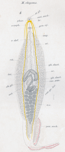 Goto 1894 - Исследования эктопаразитарных трематод в Японии - Таблица 1 - Microcotyle elegans.png