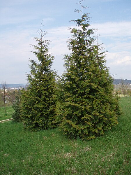 File:Grünes Labor Coburg, Thuja plicata 'Excelsa'.jpg