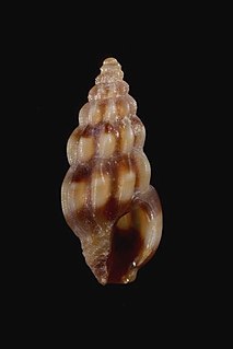 <i>Graciliclava</i> genus of molluscs