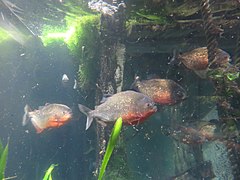 Piranhas rouges