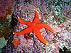 Granular starfish at Castle Rocks P7190647.JPG
