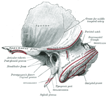 Temporal izquierdo (cara exocraneal). Esta vista no muestra el peñasco o porción petrosa, el hueso más complejo del cuerpo humano.