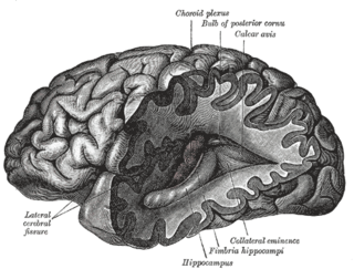 <span class="mw-page-title-main">Collateral eminence</span>