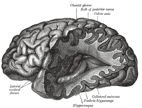 Neurotoxin