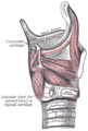 Músculos de la laringe. Vista lateral. Lámina derecha del cartílago tiroides extirpada.