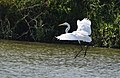 Great Egret (29702842505).jpg