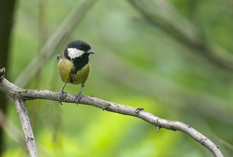 File:Great tit (8911981786).jpg