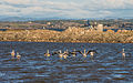 Greater Flamingos, Lido de Thau, Sète 04.jpg