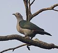 Green Imperial-Pigeon (Ducula aenea) 1.jpg