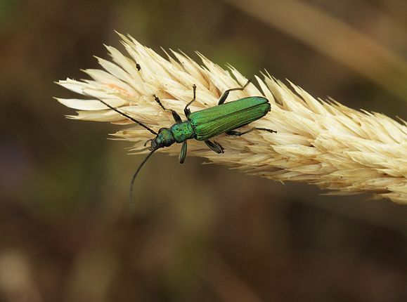 False blister beetle on a spike