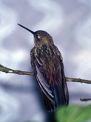 <i>Haplophaedia</i> Genus of birds