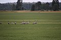 Grus grus, near B. Zarechye village