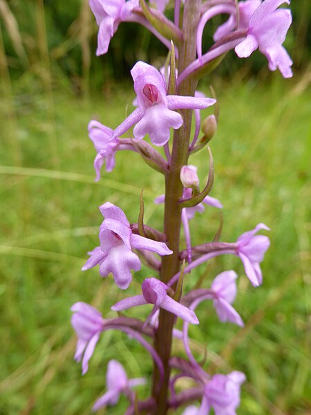 File:Gymnadenia conopsea 05.JPG