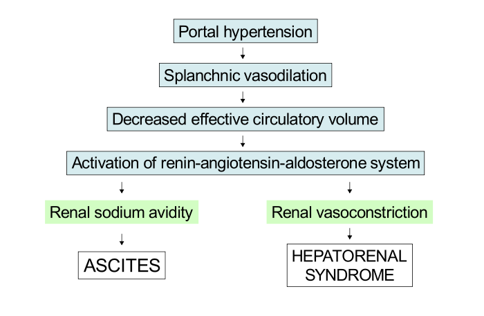 Schematic demonstrating the underfill theory to explain the pathophysiology of both ascites and hepatorenal syndrome.