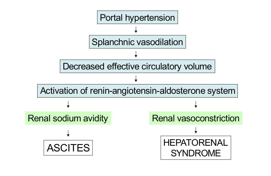 Diagram: portal hypertension leads to splanchnic vasoconstriction, which decreases effective cirulatory volume. This activates the renin–angiotensin–aldosterone system, which leads to ascites due to kidney sodium avidity and hepatorenal syndrome due to kidney vasoconstriction.