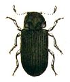 Hadrobregmus pertinax