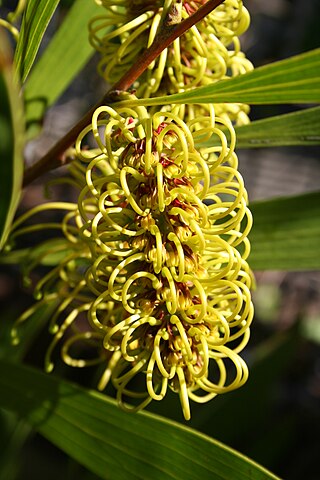 <i>Hakea trineura</i> Species of shrub of the family Proteaceae endemic to Queensland Australia