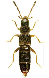 <i>Halobrecta</i> Genus of beetles