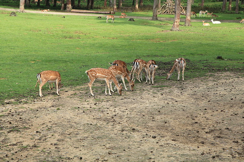 File:Haltern - Naturwildpark Granat - Dama dama dama 06 ies.jpg